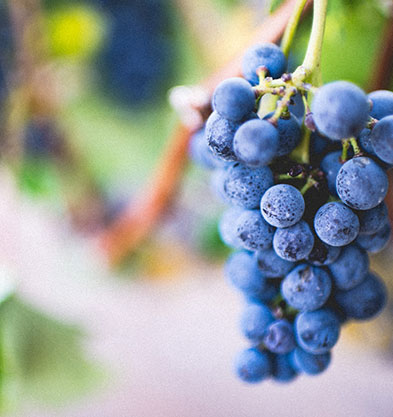 Visitez les vignobles Vinsobres dans la Drôme